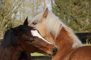 Tammy en Willem
