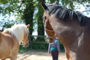 Gezien worden door Willem & Tammy bij Paard4Kracht