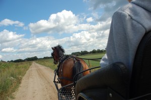 Paard4Kracht is ook met de koets berijkbaar!