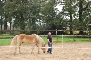 Zo ontzettend stoer als een paard jou volgt!